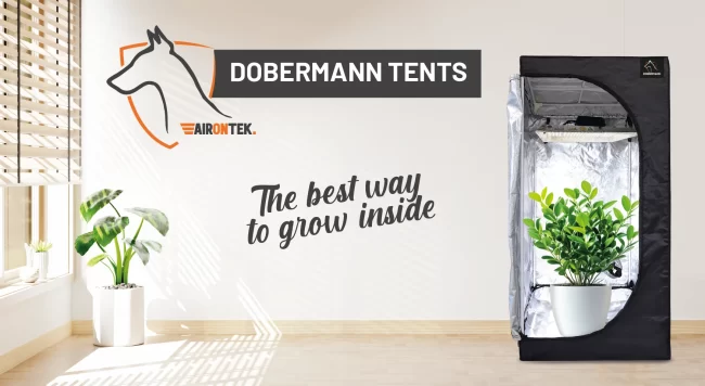 Blog-dobermann-03